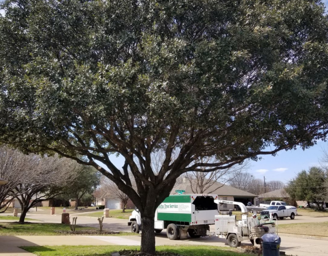 Rocha tree services 4