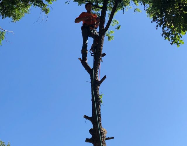 Rock Around Tree Service 4