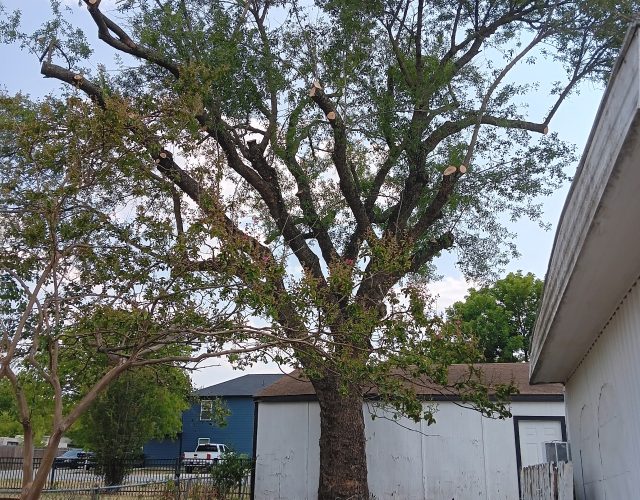 Sal’s Tree Service Fort Worth 2