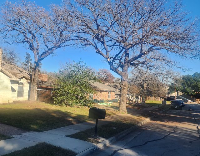 Sal’s Tree Service Fort Worth 3