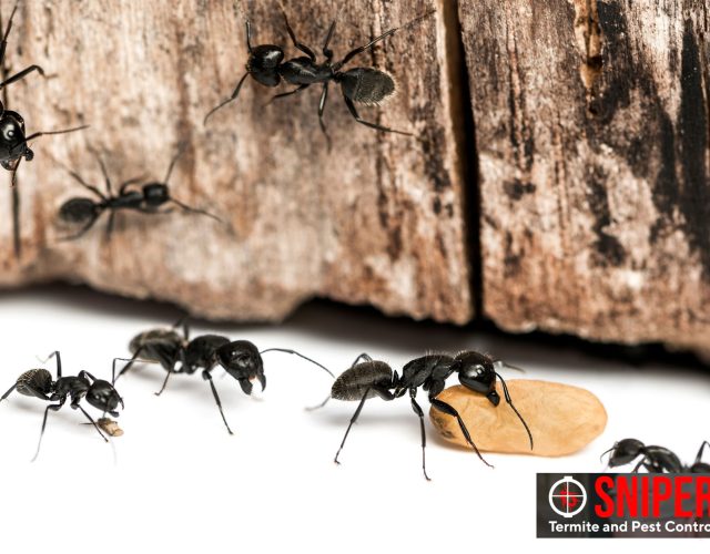 Sniper Termite and Pest Control Fort Worth 2