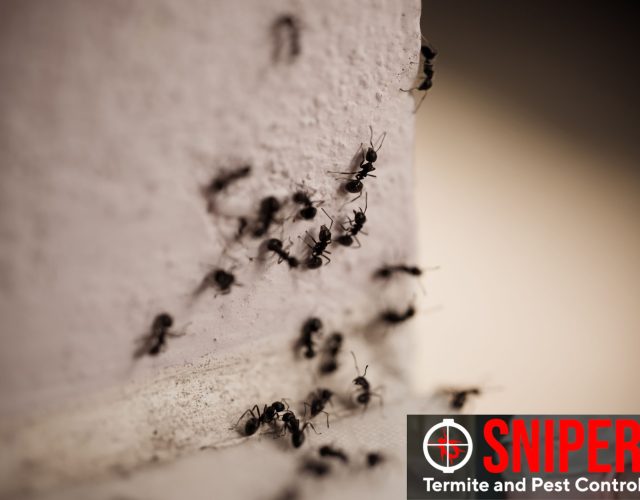 Sniper Termite and Pest Control Fort Worth 5