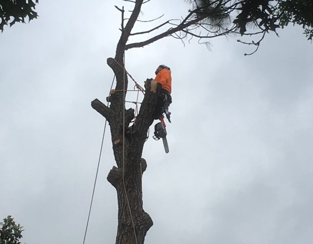 Southwest Tree Service 2