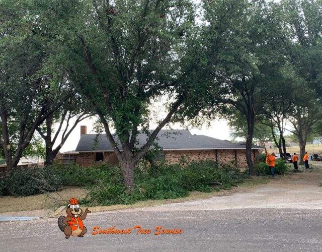 Southwest Tree Service 4