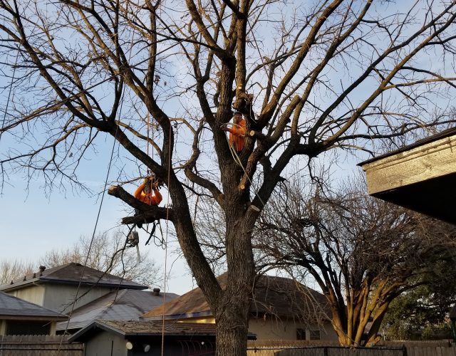 Southwest Tree Service 2