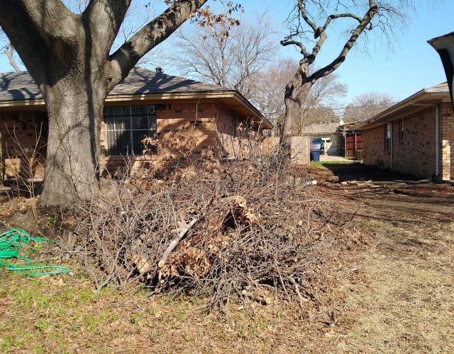 Texan Tree Trimmers 4