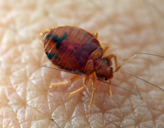 Texas Bed Bug Experts 2