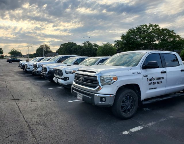 Texas Pest Elimination Services LLC 6