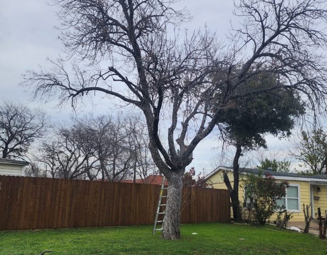 Texas Pride Tree Service LLC 4