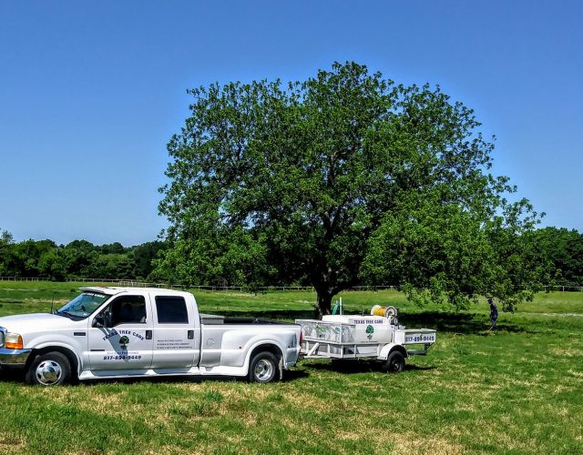 Texas Tree Care 3