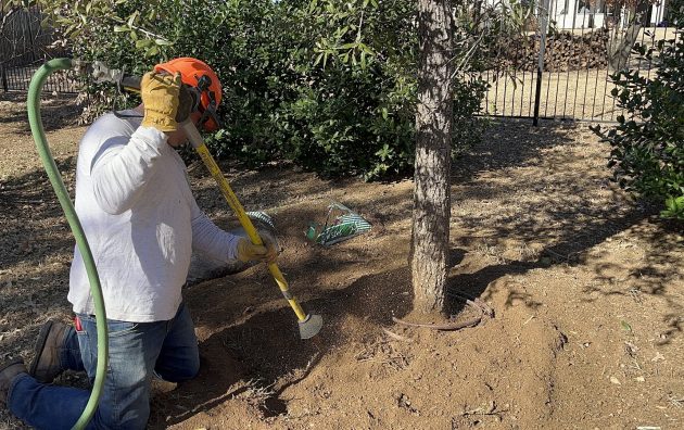 Texas Tree Doctor 5