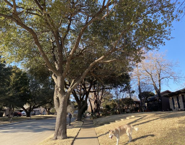 Texas Tree Guy 3