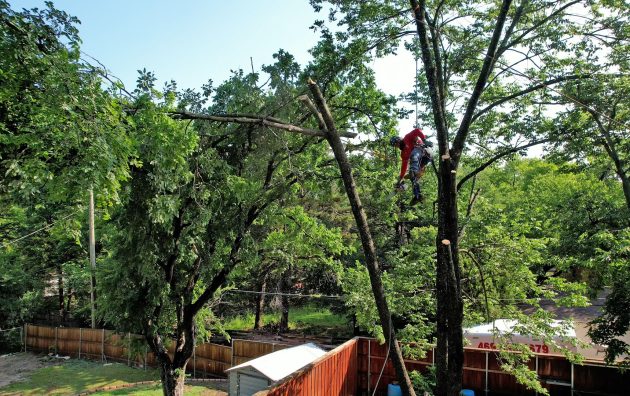 Texas Tree Transformations 6