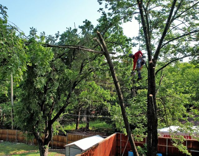 Texas Tree Transformations 6