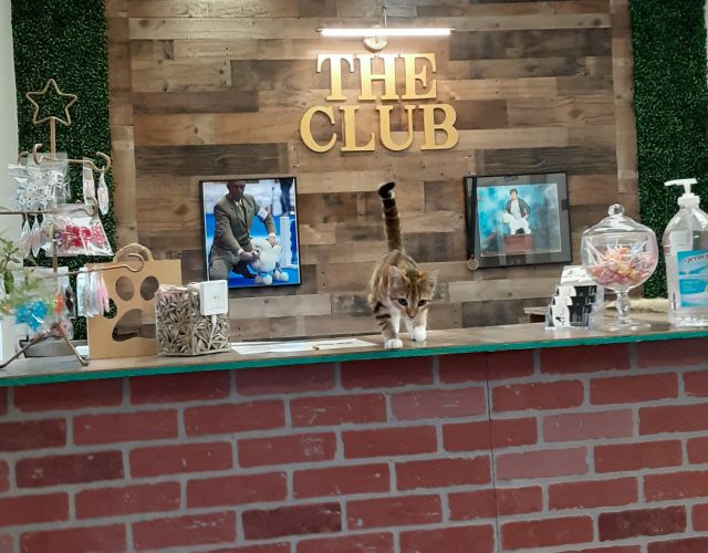 The Club Pet Salon of Addison 3