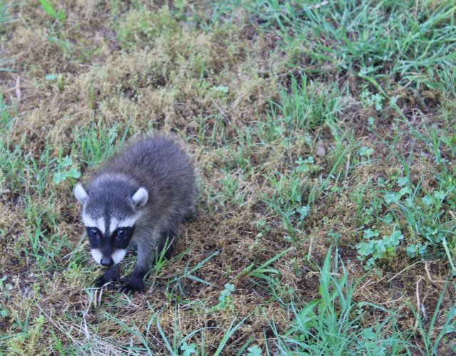 Tom Samples Pest Control 4