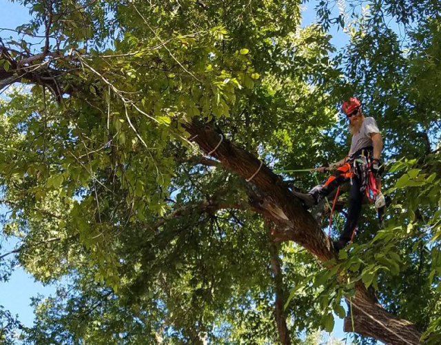 Tree MD’s Tree Service LLC 3