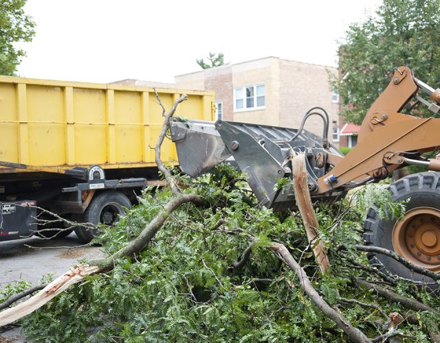 Tree Service Burleson 2