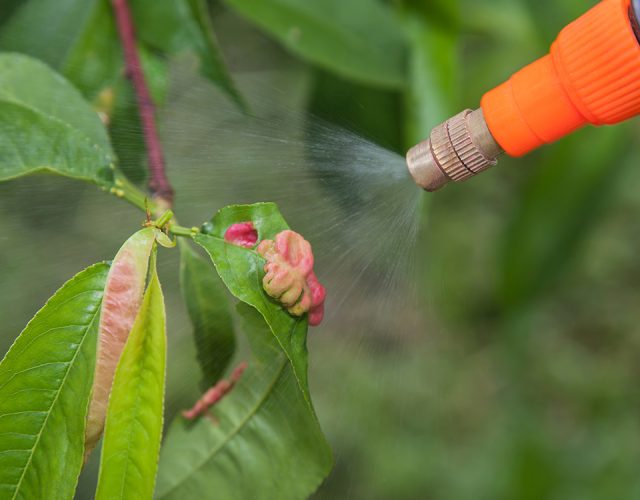 Tree Service Burleson 3