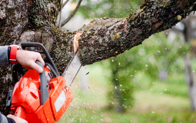 Tree Service Burleson 6