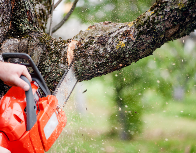 Tree Service Burleson 6