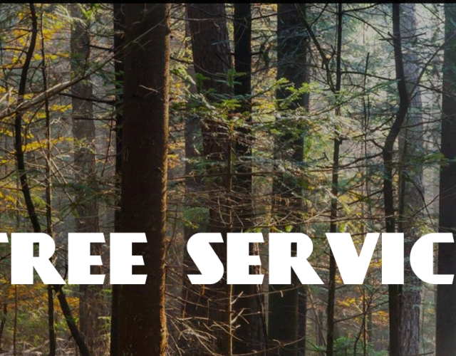 Tree Service Frisco 2