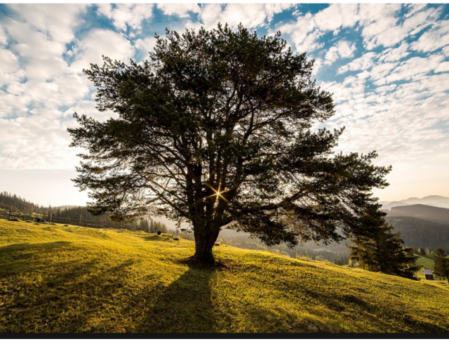 Tree Service Frisco 3