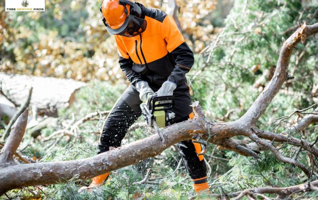 Tree Service Pros of Frisco 6