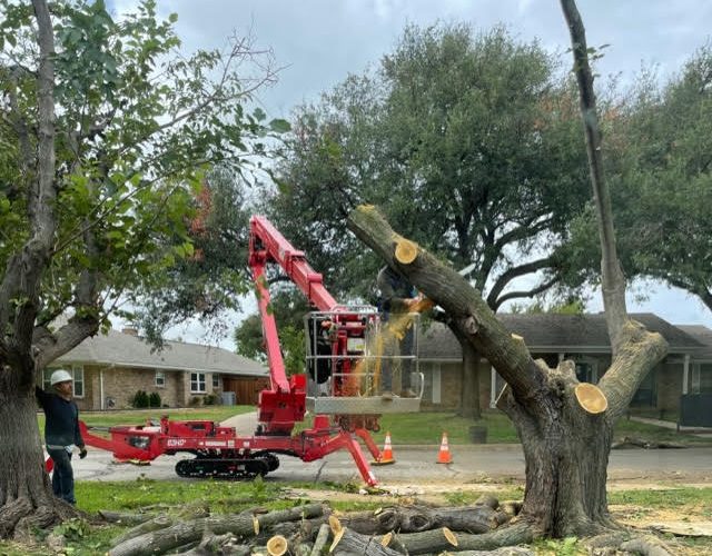 Trinity Forest Tree Care Service 2