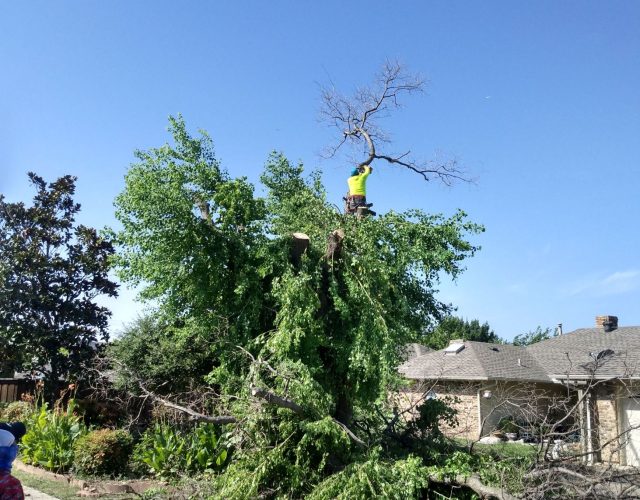 U.S. Tree Care Service Carrollton 4