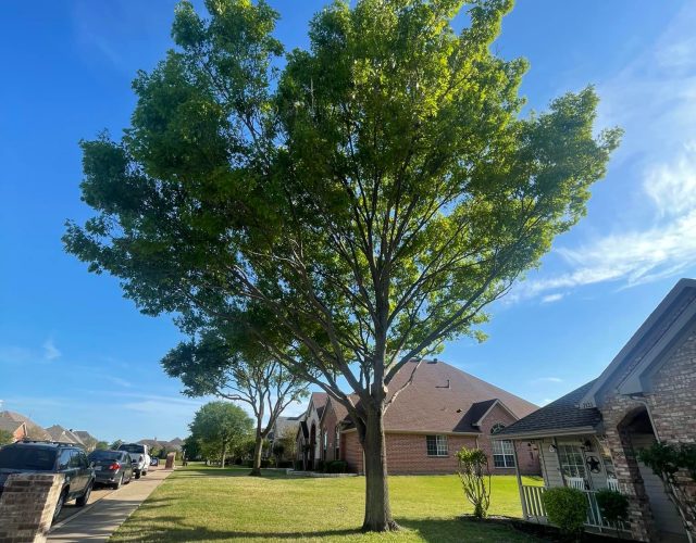 Urban Arborist 2