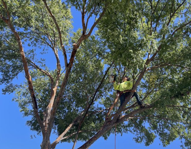 Valley Wide Tree Service 2