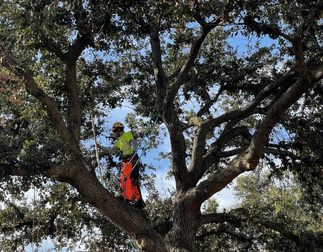 Valley Wide Tree Service 3