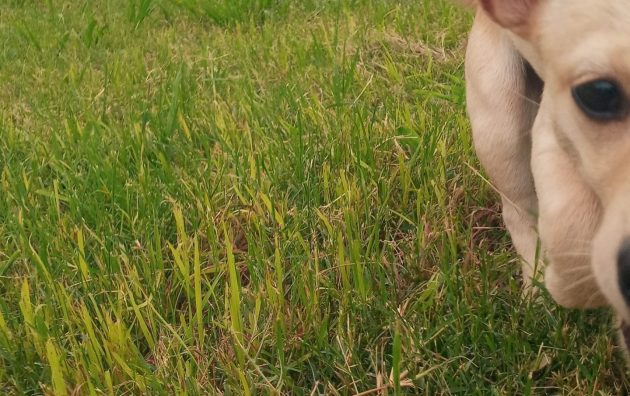 Waxahachie Animal Control Center 6