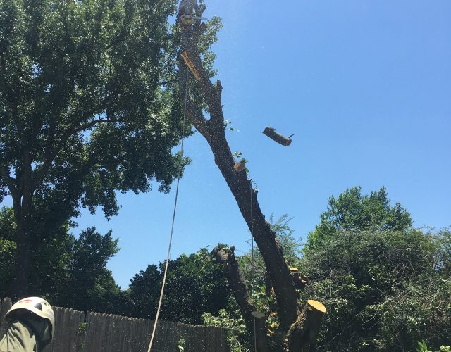 West Texas Tree Services LLC 2