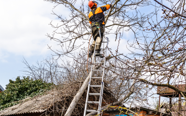 Wise Tree Care 5