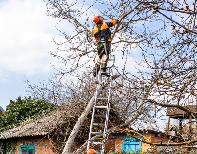 Wise Tree Care 5