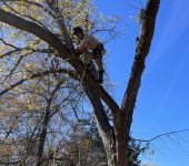 Dallas Tree Trimming & Removal Service 1
