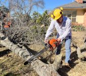 Dallas Tree Trimming & Removal Service 2