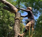 Dallas Tree Trimming & Removal Service 3