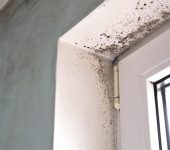 Expert Dry Ease Texas | Mold Removal Mesquite 5
