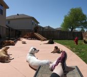 Happy Tails Dog Sitting – Your dogs home away from home 1