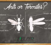 Safe Pro Pest Control – Plano TX 3