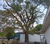 Sal’s Tree Service Fort Worth 2