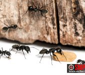 Sniper Termite and Pest Control Fort Worth 2