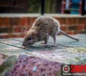 Sniper Termite and Pest Control Fort Worth 3