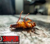 Sniper Termite and Pest Control Fort Worth 4