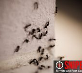 Sniper Termite and Pest Control Fort Worth 5